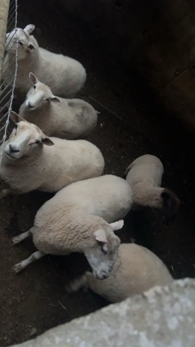 Sheep Ewes