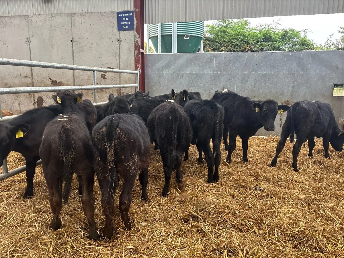 10 super Angus weanling bulls - Image 4