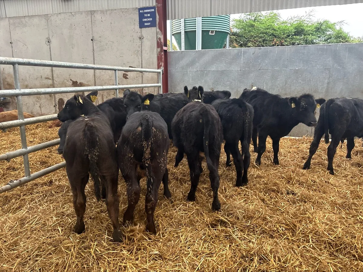 10 super Angus weanling bulls - Image 3