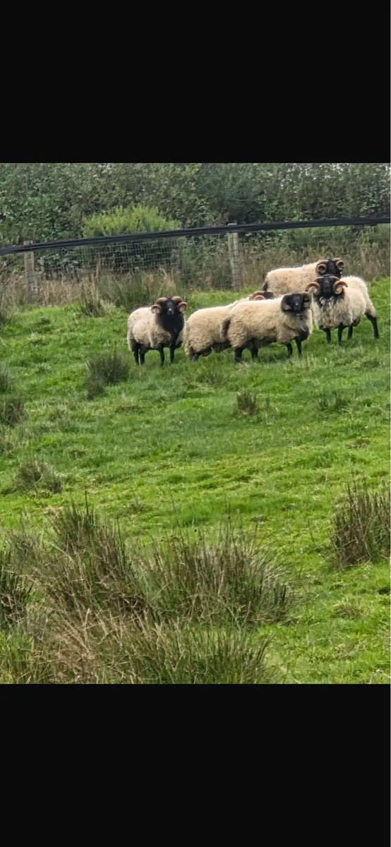 Blackface rams - Image 1