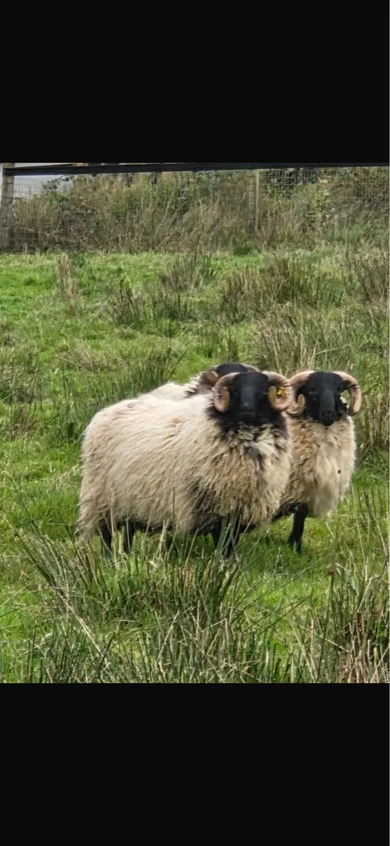 Blackface rams - Image 2
