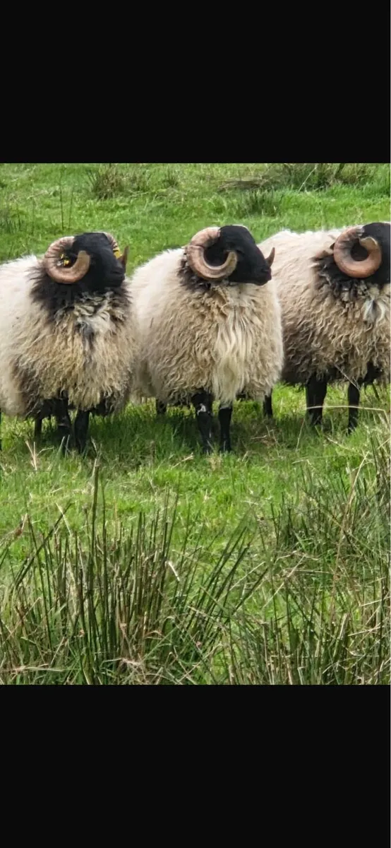 Blackface rams - Image 3