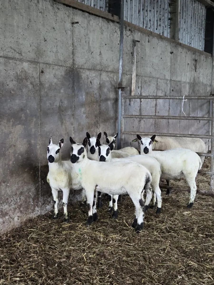 Kerryhill Ewe lambs - Image 1
