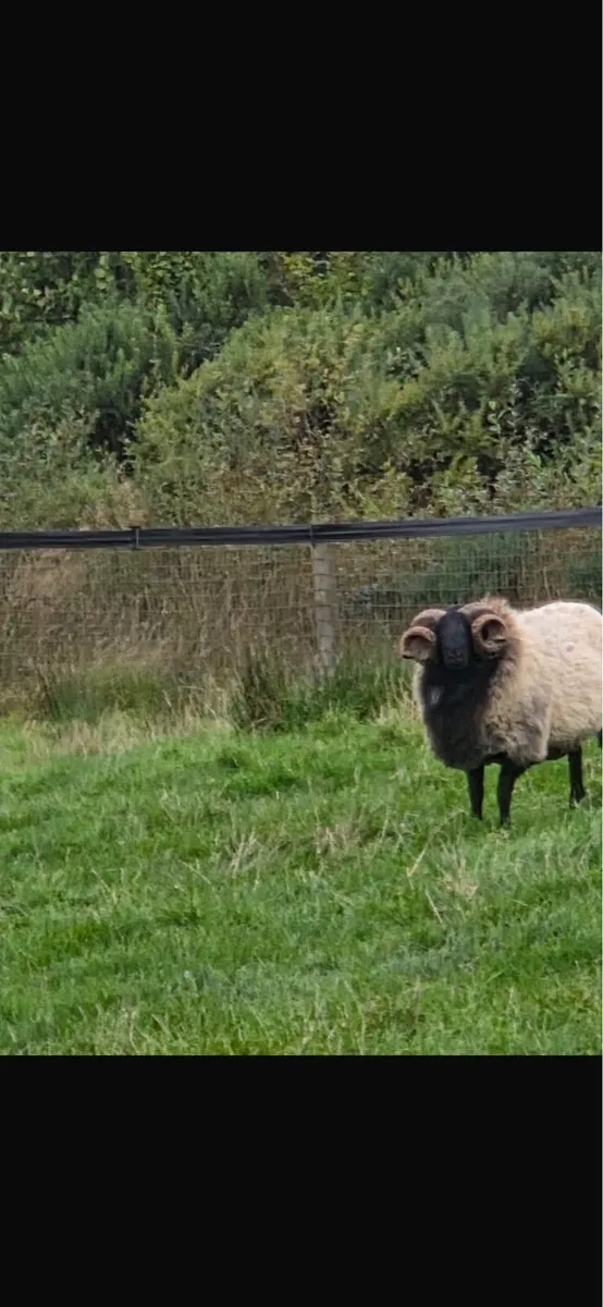 Blackface rams - Image 4