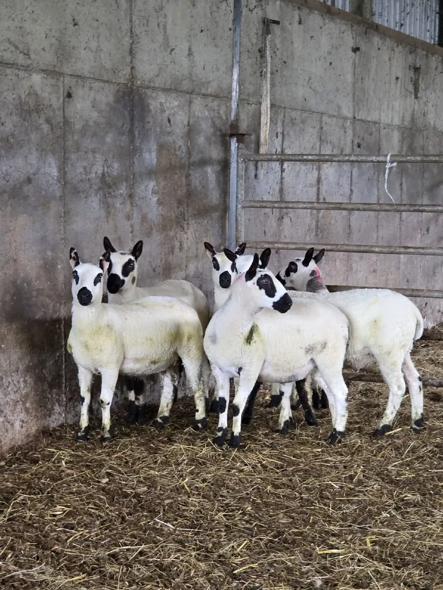 Kerryhill Ewe lambs - Image 2
