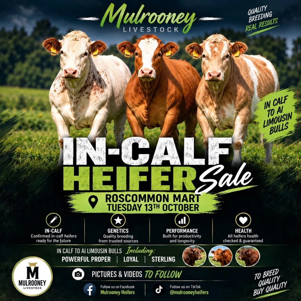 Mulrooney - In Calf Heifers Sale 🐄 - Image 2