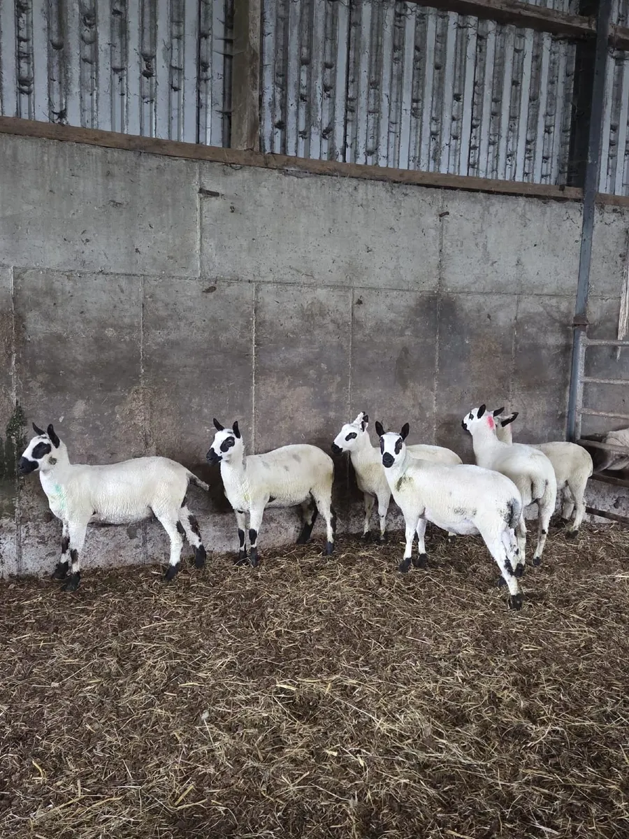 Kerryhill Ewe lambs - Image 4