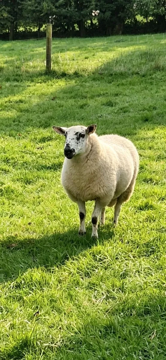 Brockie Ramb lambs - Image 4