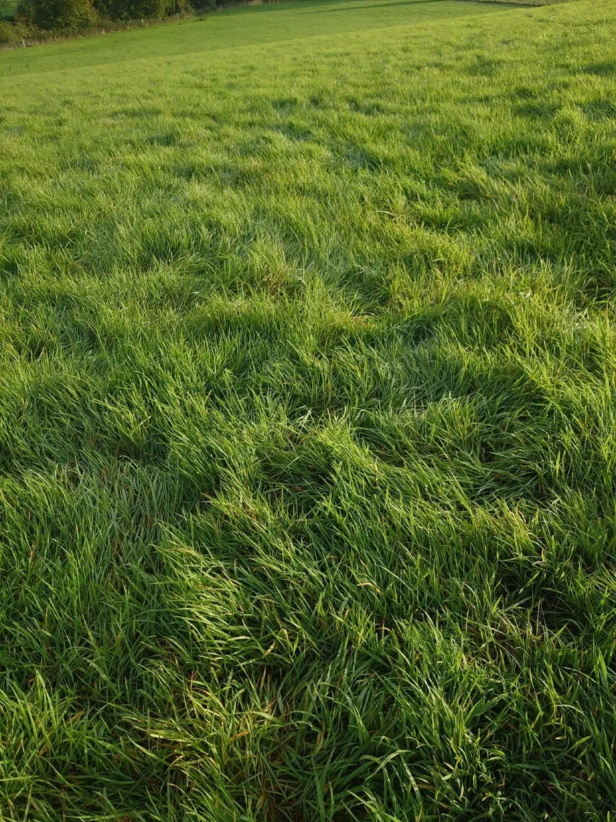 22 Acres for Second Cut Silage Nice Grass - Image 2