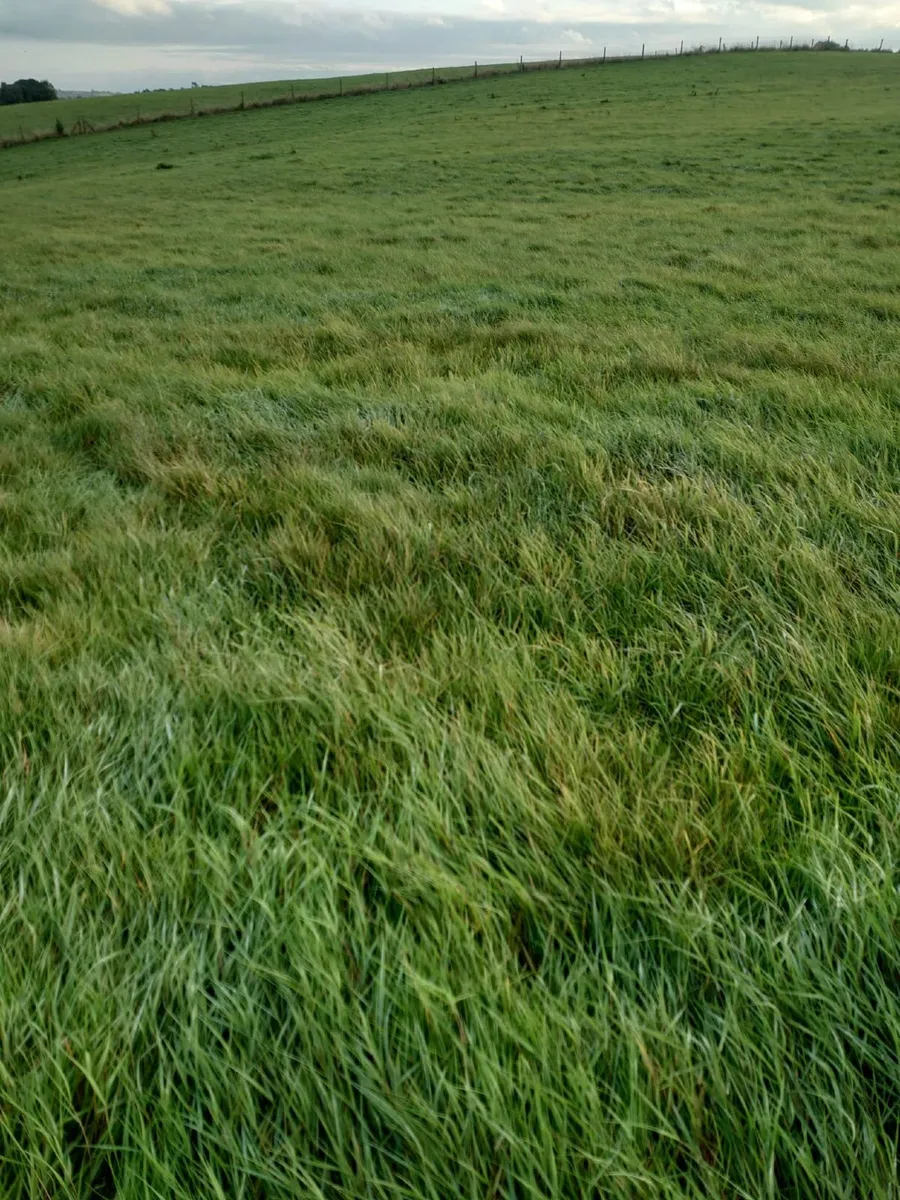 22 Acres for Second Cut Silage Nice Grass - Image 3
