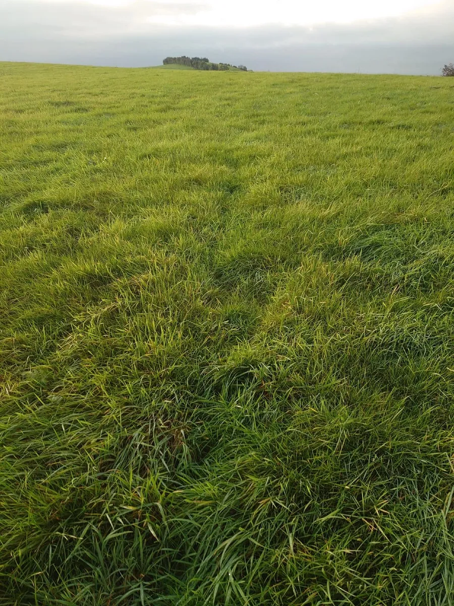22 Acres for Second Cut Silage Nice Grass - Image 4