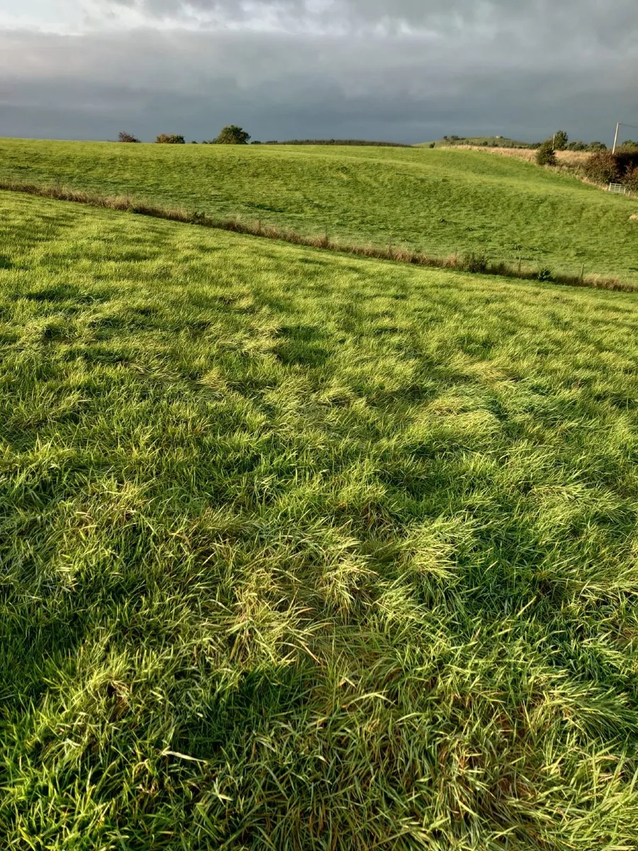 22 Acres for Second Cut Silage Nice Grass - Image 1
