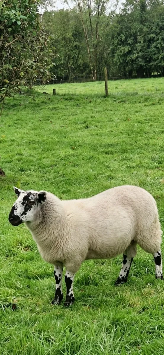 Brockie Ramb lambs - Image 1