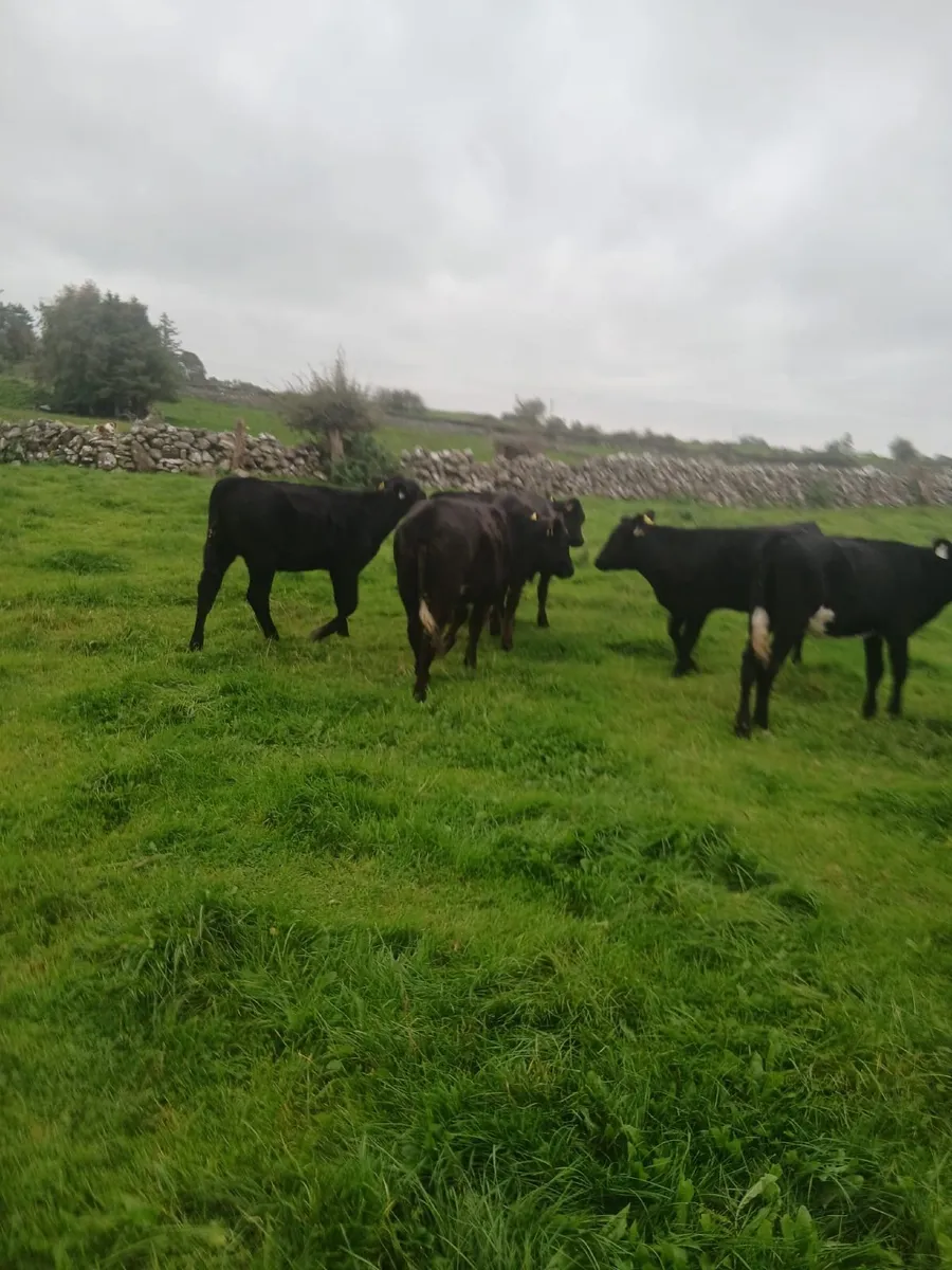 Aberdeen  Angus - Image 2