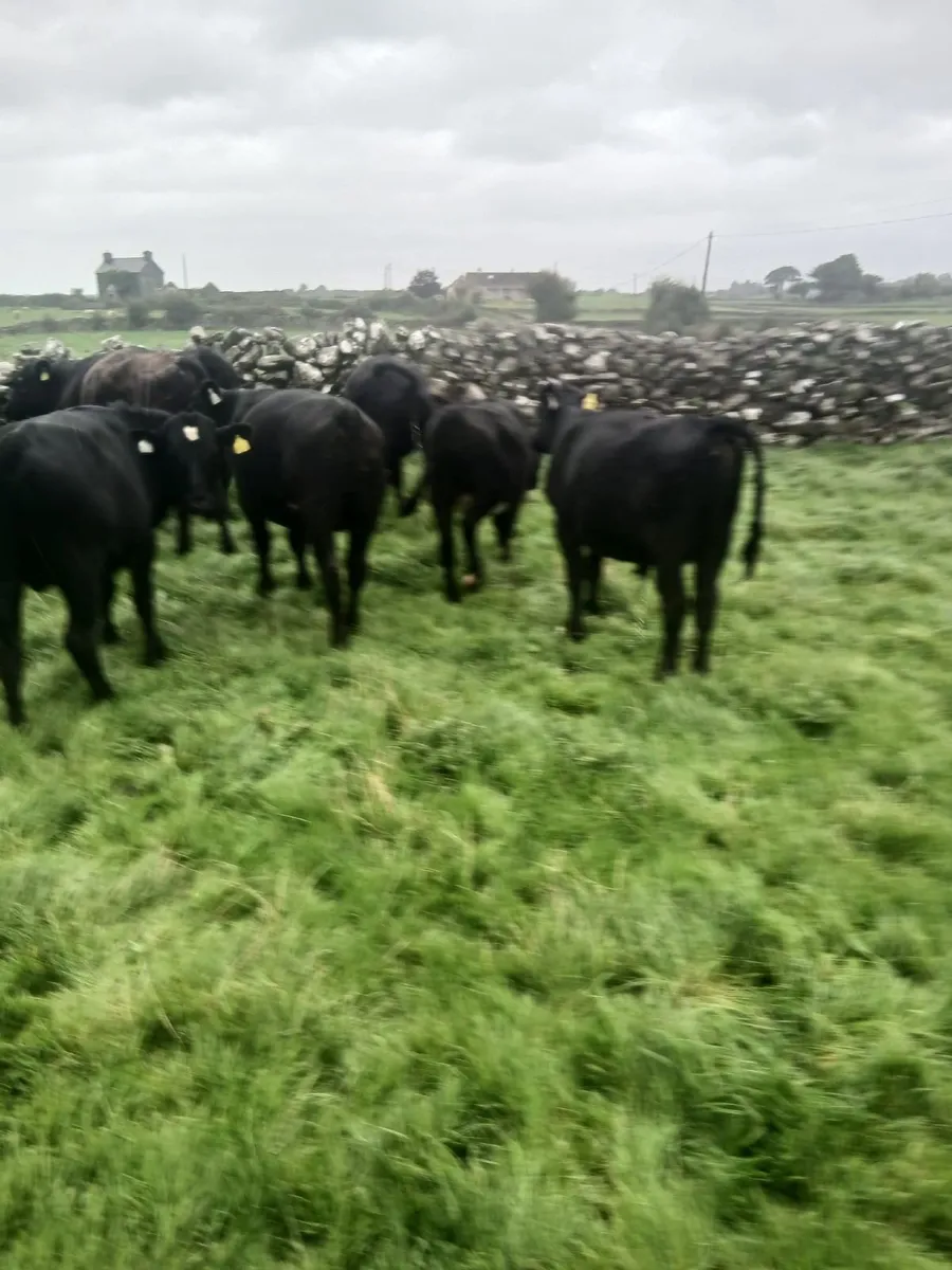 Aberdeen  Angus - Image 1