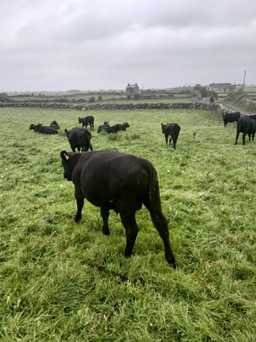 Aberdeen  Angus - Image 4