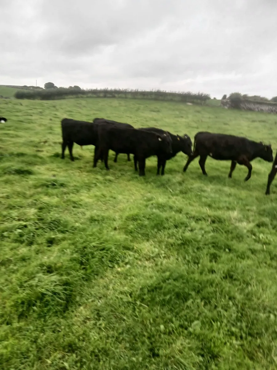 Aberdeen  Angus - Image 3