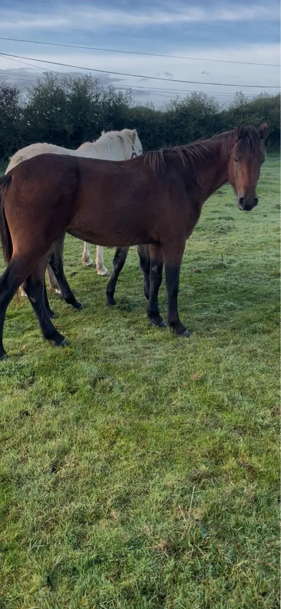 3yo sport pony filly - Image 1