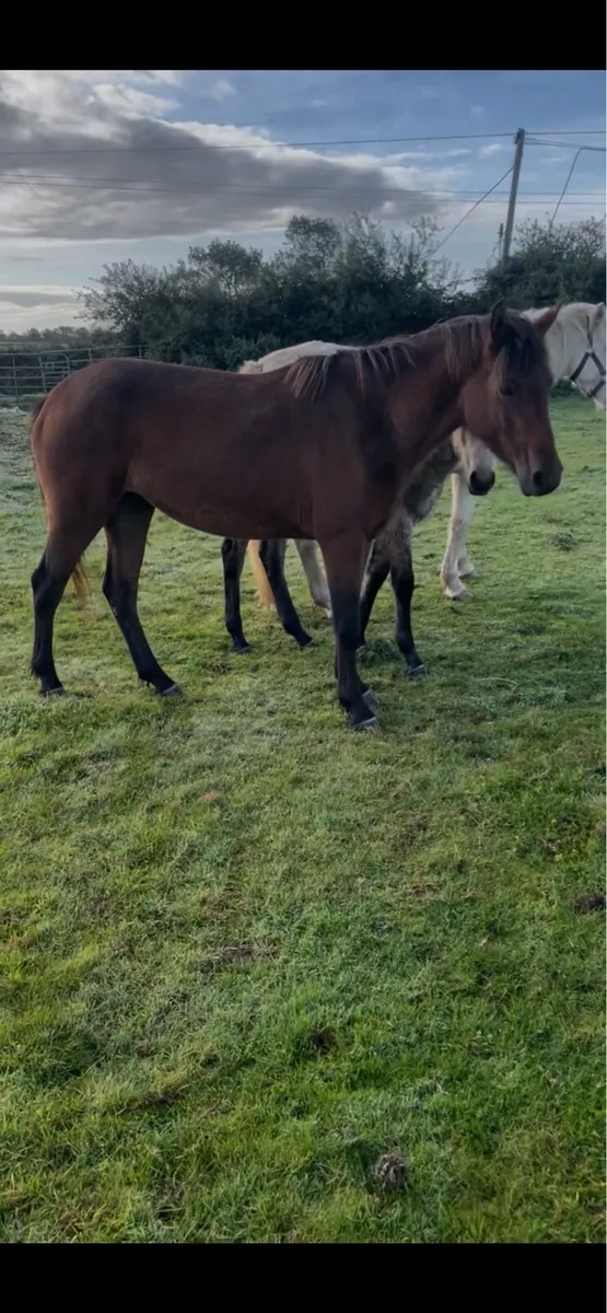 3yo sport pony filly - Image 2