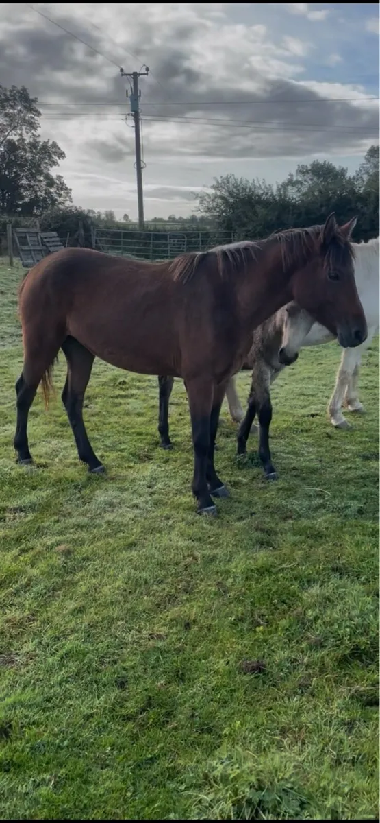 3yo sport pony filly - Image 3