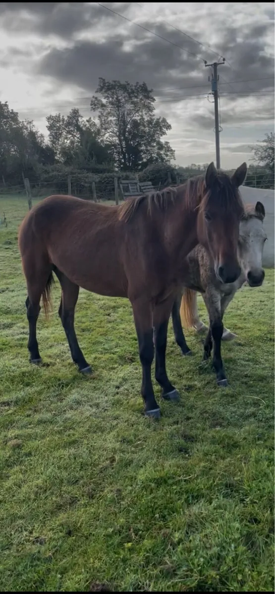 3yo sport pony filly - Image 4