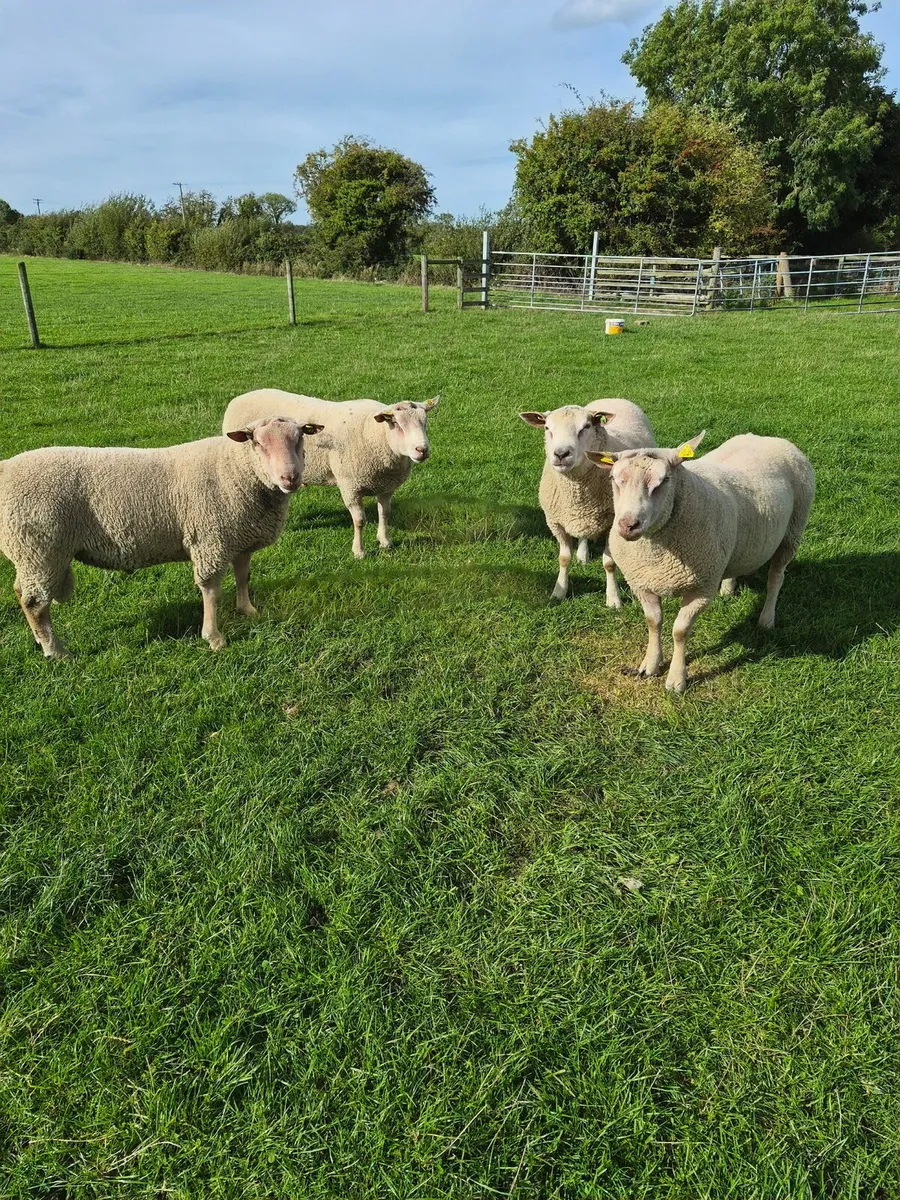Pedigree Charollais Hogget Rams - Image 1
