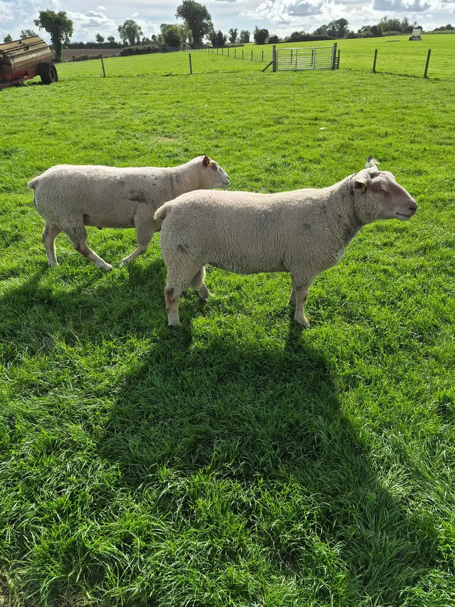 Pedigree Charollais Hogget Rams - Image 2