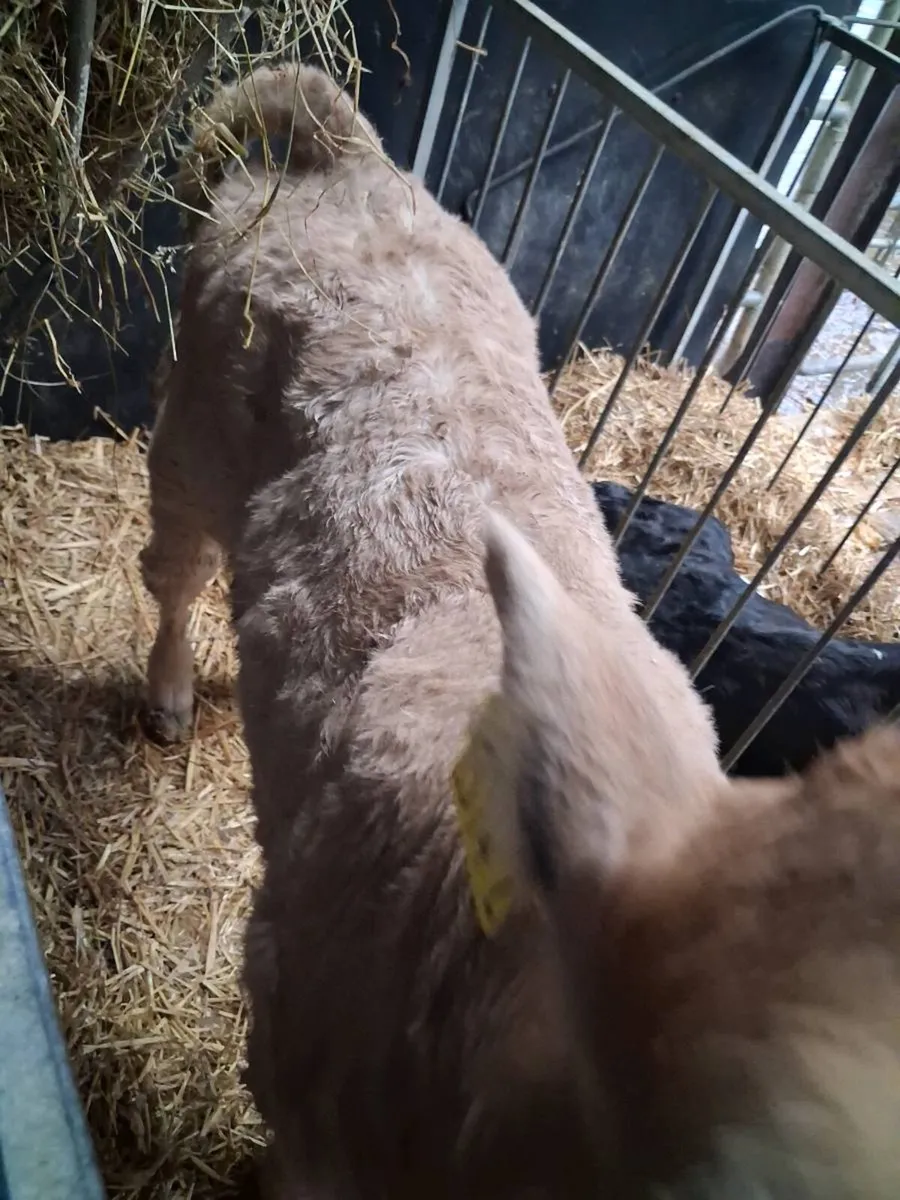 Charolais & BB calves for sale - Image 1