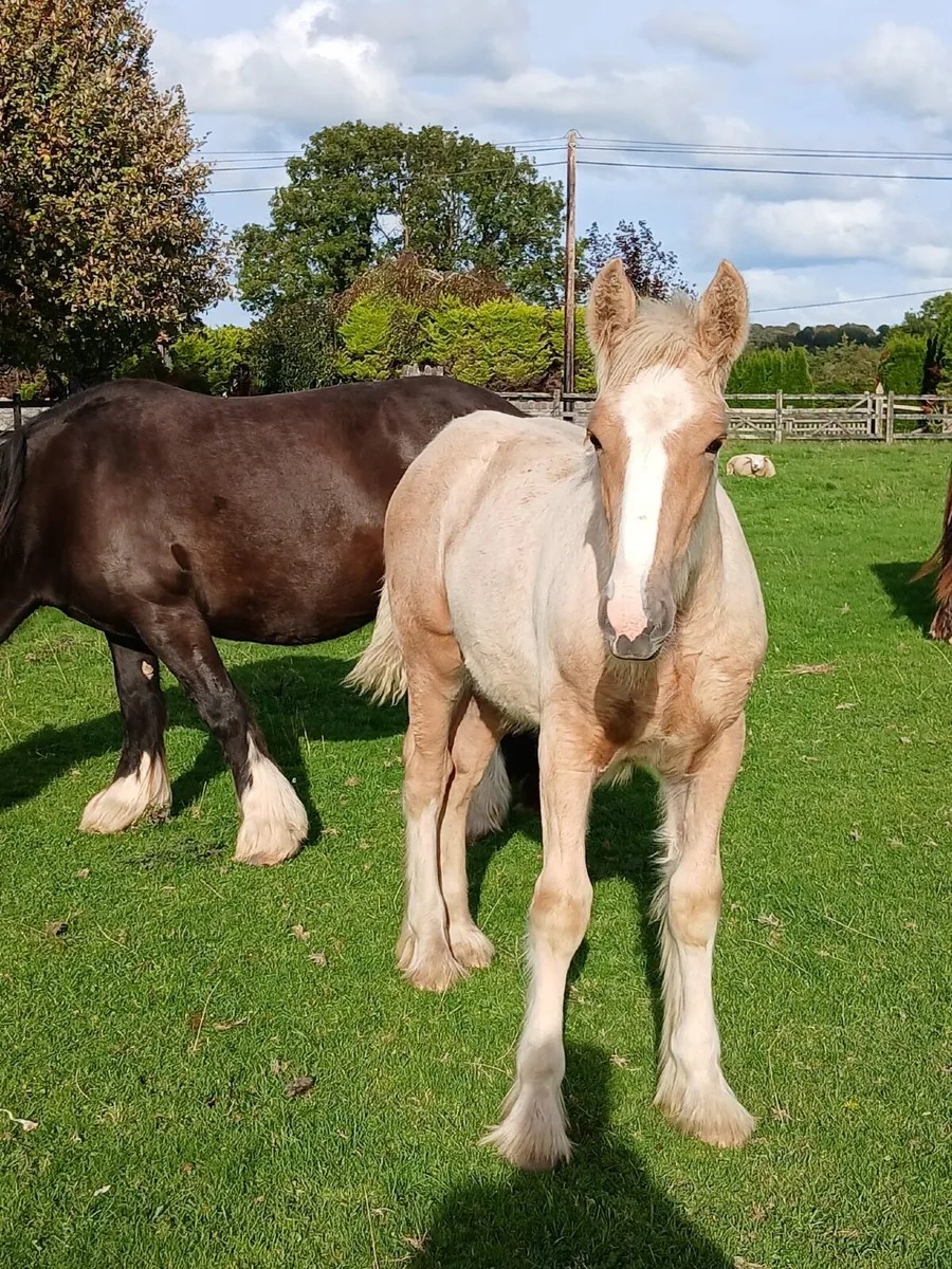 15.2 Palomino Filly foal - Image 2