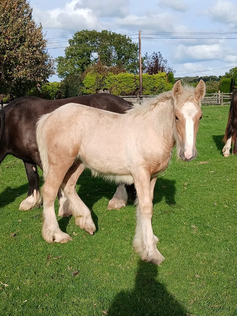 15.2 Palomino Filly foal - Image 1