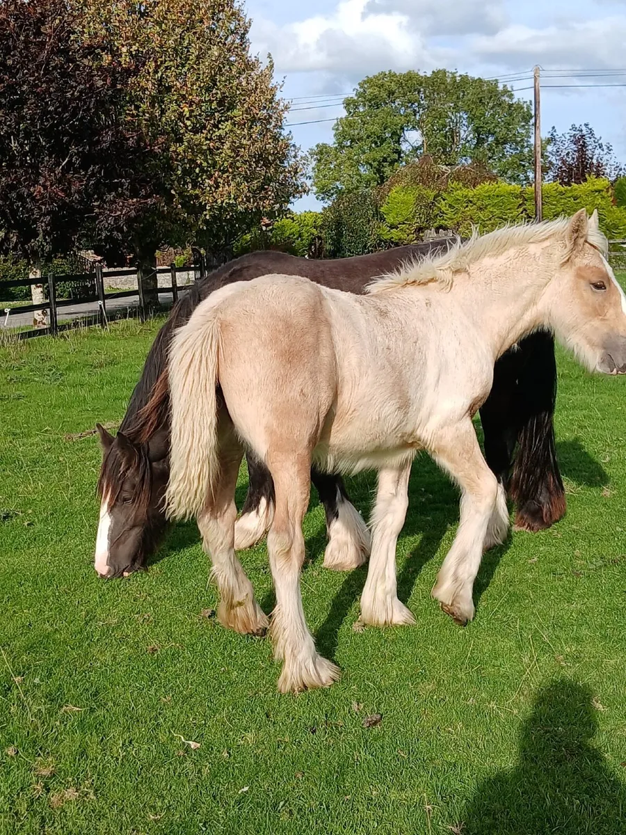 15.2 Palomino Filly foal - Image 3