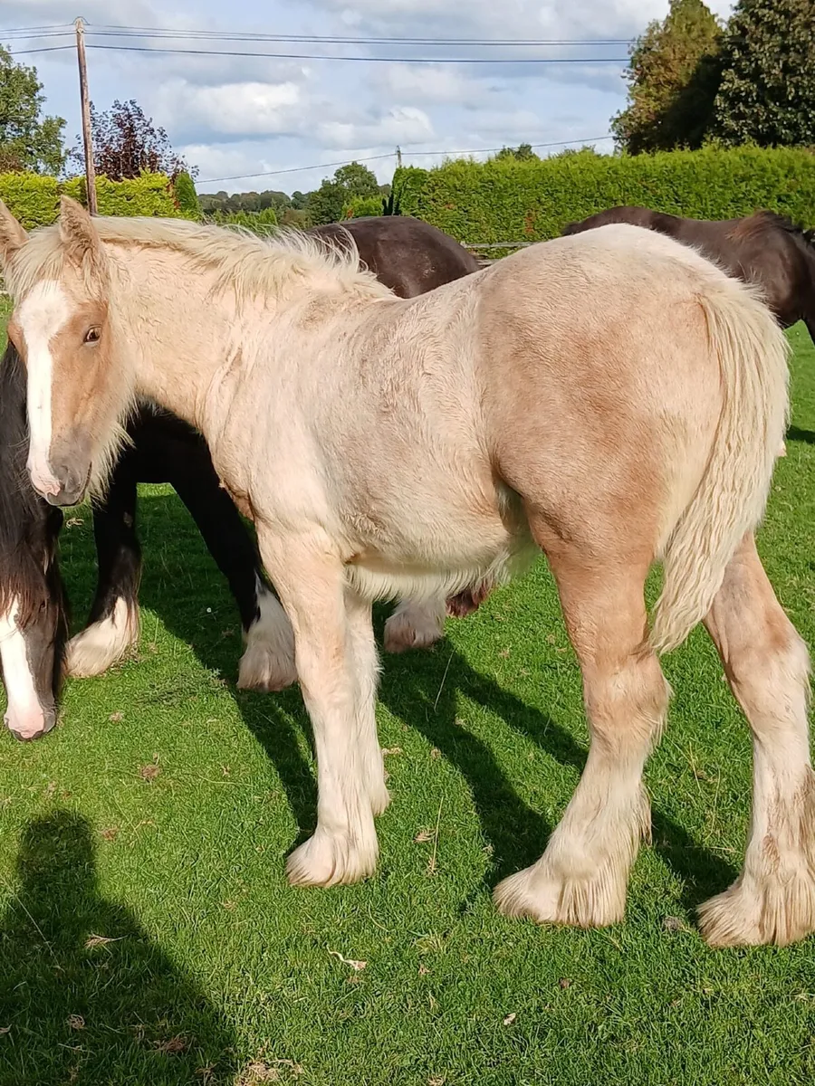 15.2 Palomino Filly foal - Image 4