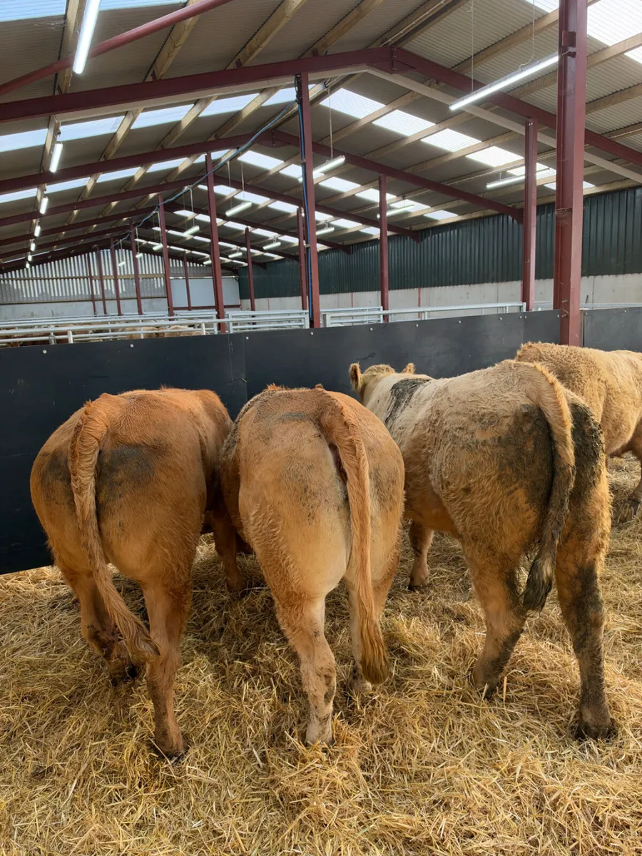 Charolais and lim store heifers - Image 2