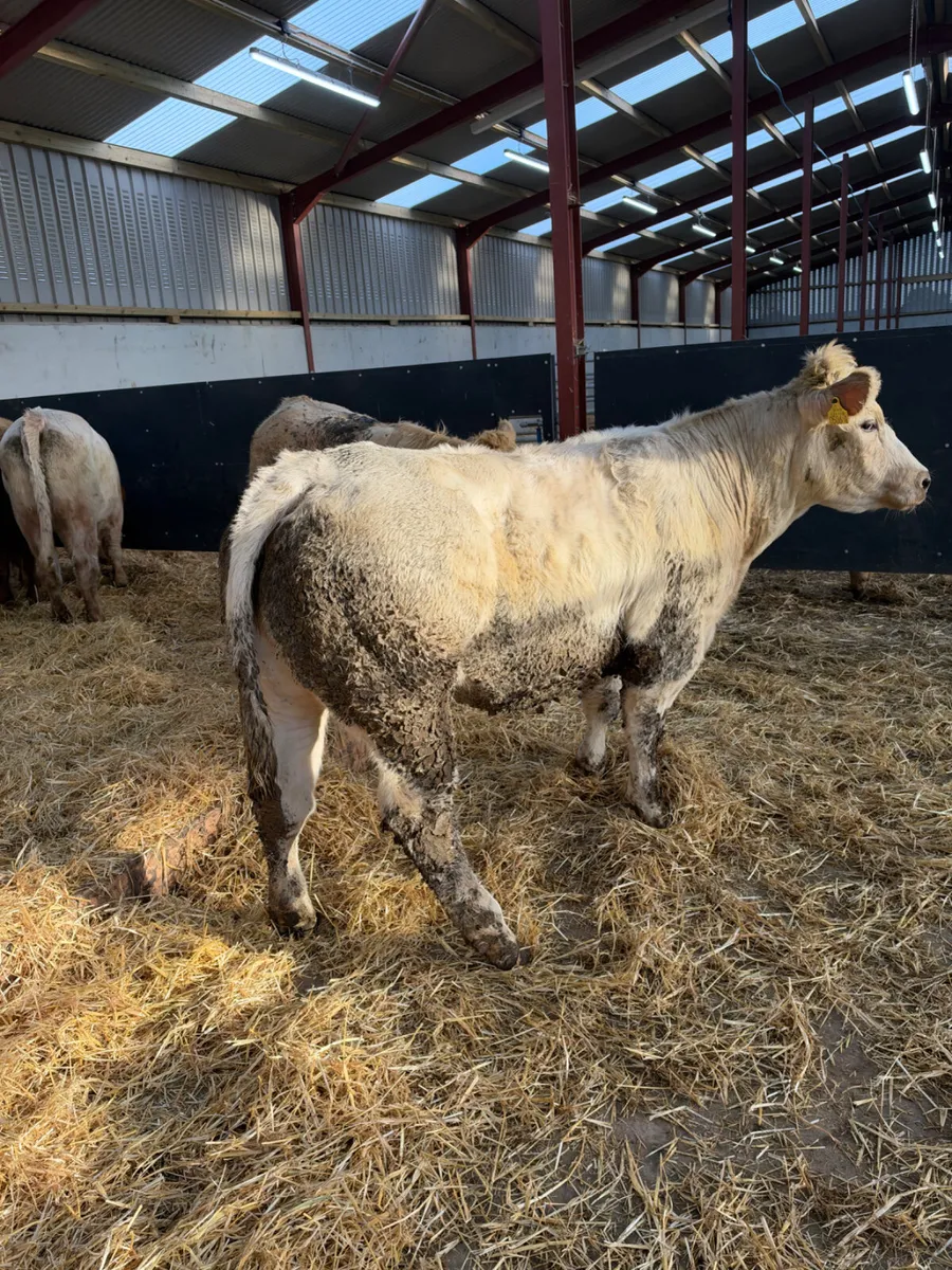 Charolais and lim store heifers - Image 1
