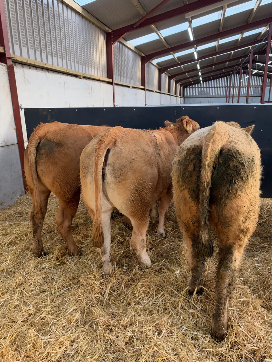 Charolais and lim store heifers - Image 4