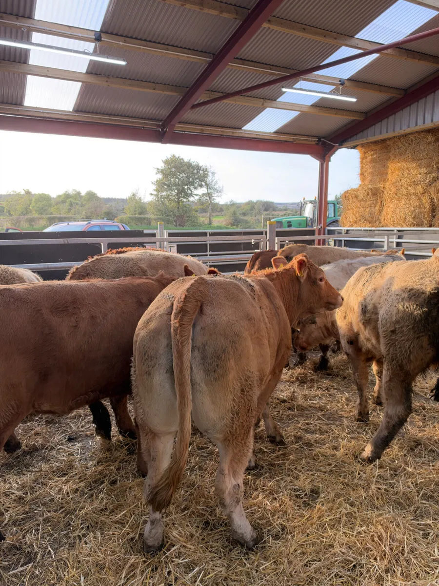Charolais and lim store heifers - Image 3