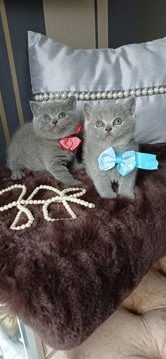 Amazing Purebred British Shorthair kittens 🥰 - Image 3