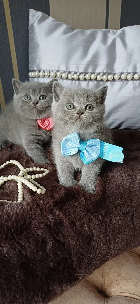 Amazing Purebred British Shorthair kittens 🥰 - Image 4