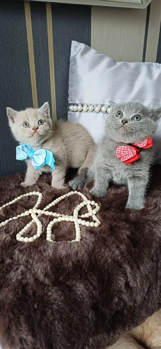 Amazing Purebred British Shorthair kittens 🥰 - Image 3