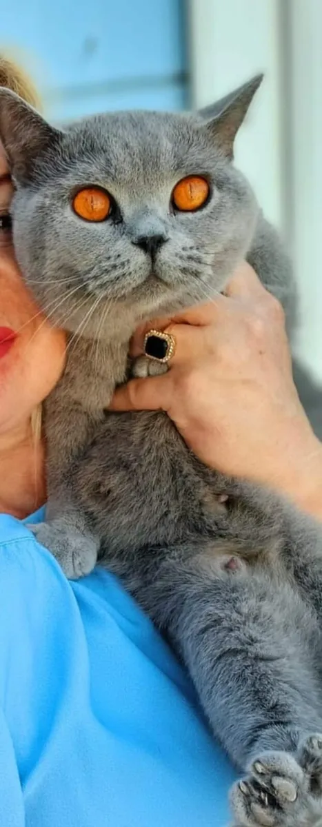 Amazing Purebred British Shorthair kittens 🥰 - Image 4