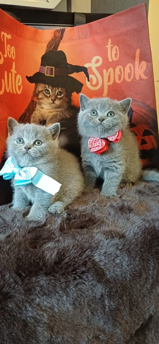 Amazing Purebred British Shorthair kittens 🥰 - Image 1