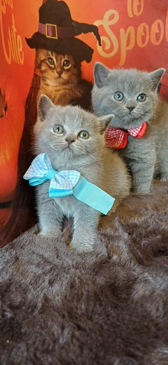 Amazing Purebred British Shorthair kittens 🥰 - Image 2