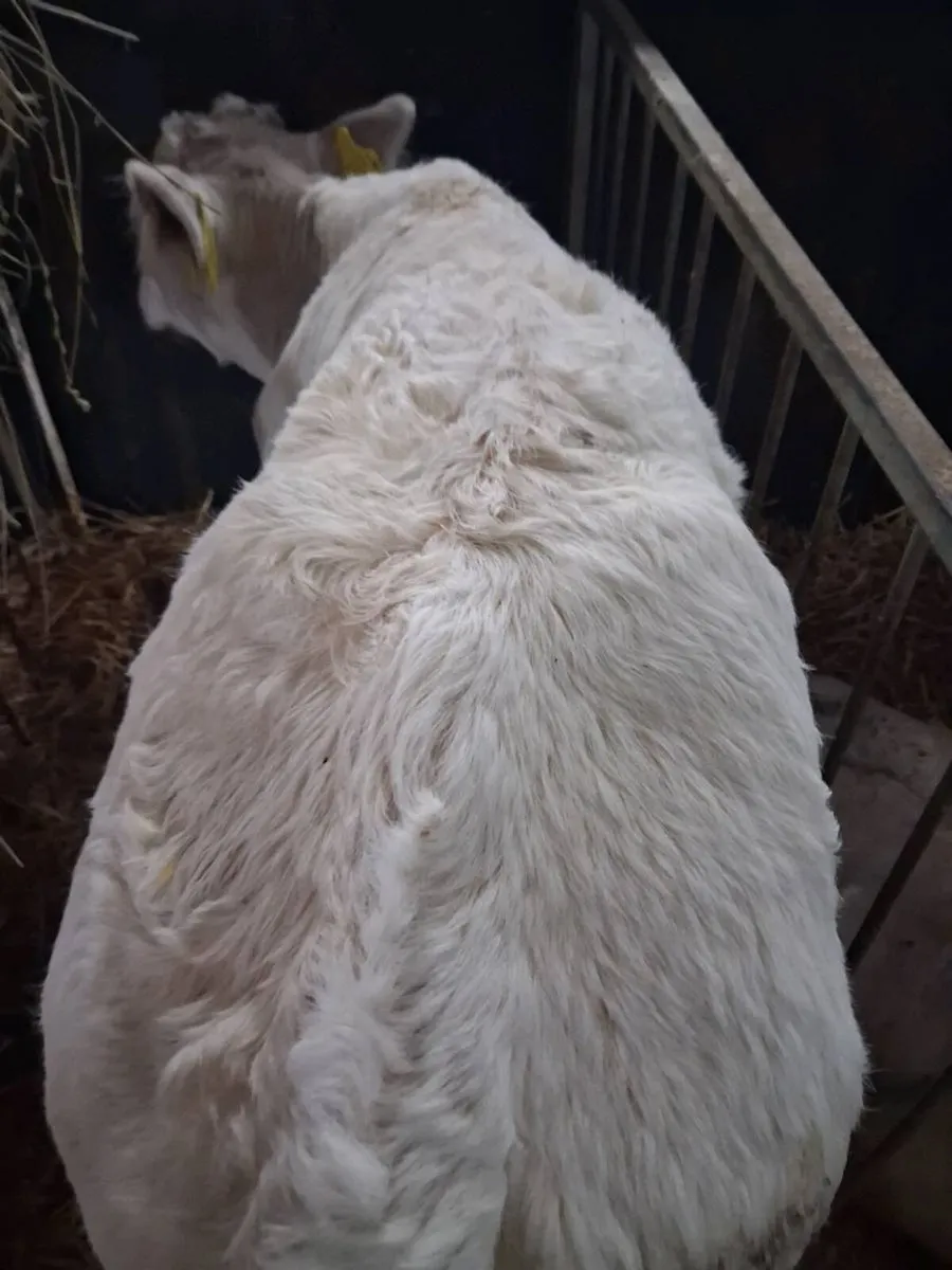 Charolais & BB calves for sale - Image 2