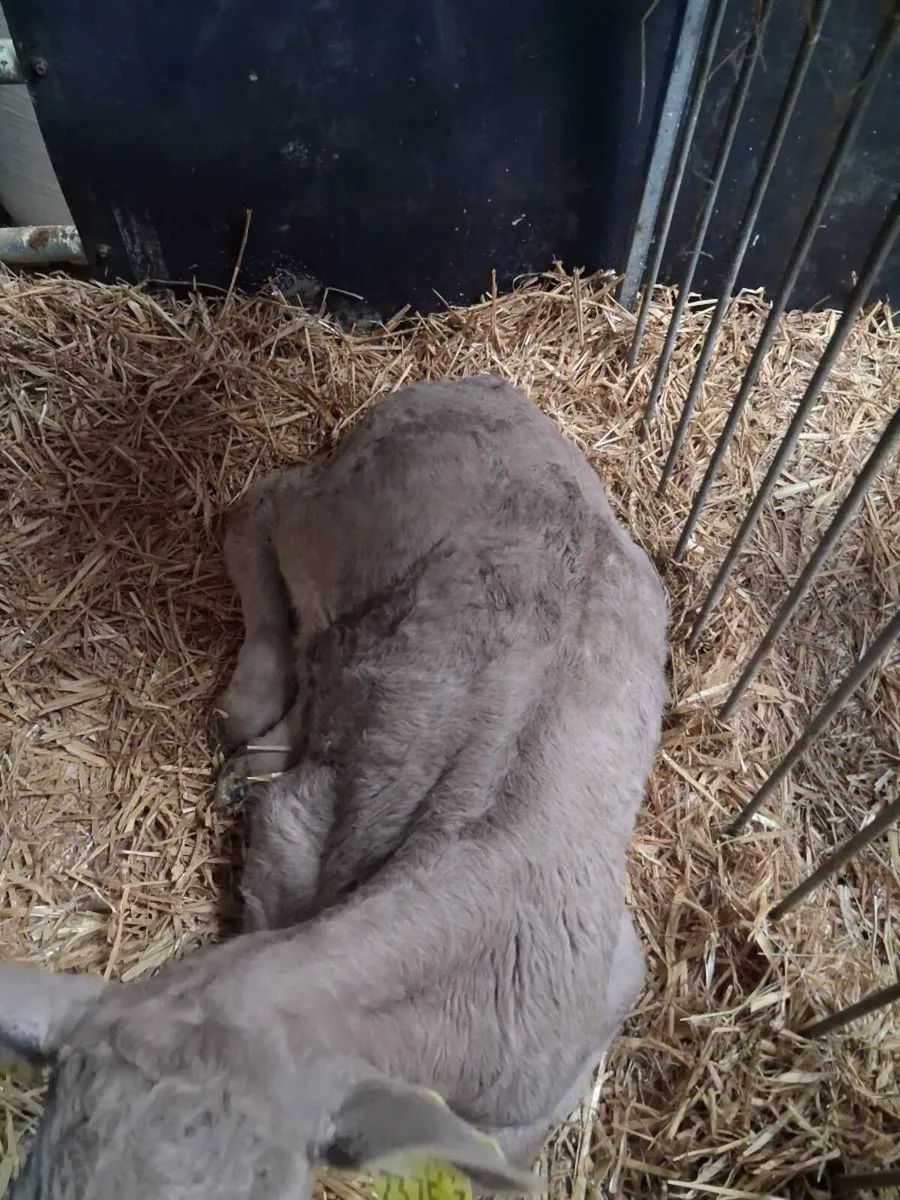 Charolais & BB calves for sale - Image 3
