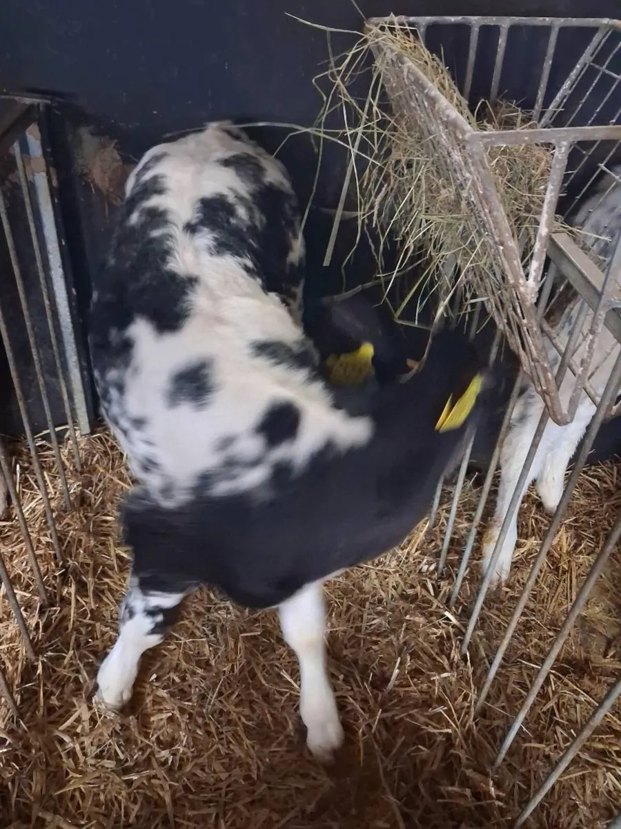 Charolais & BB calves for sale - Image 4