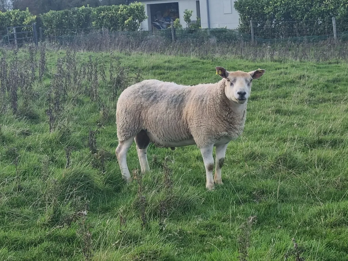 Texal/Charolais cross Hogget Ram - Image 2