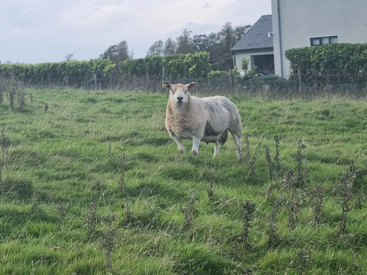 Texal/Charolais cross Hogget Ram - Image 3