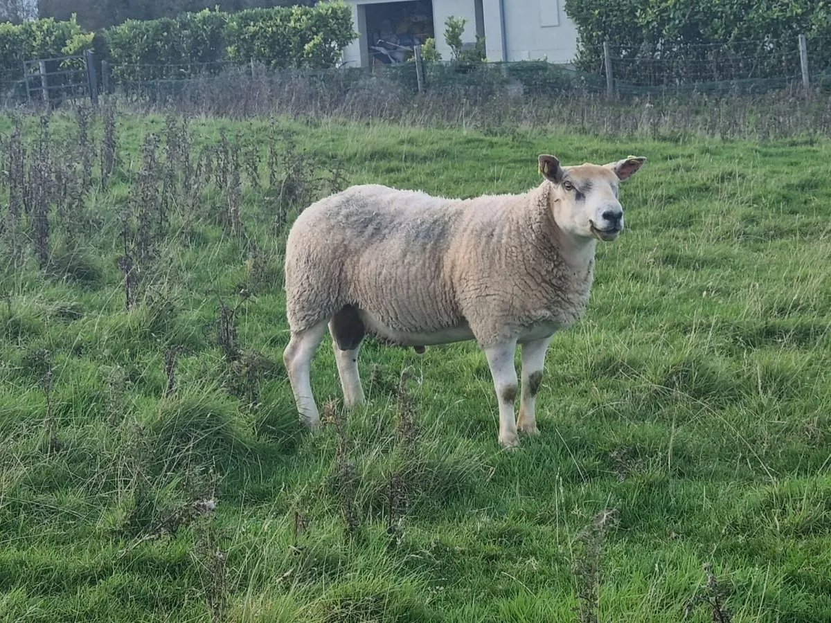Texal/Charolais cross Hogget Ram - Image 4