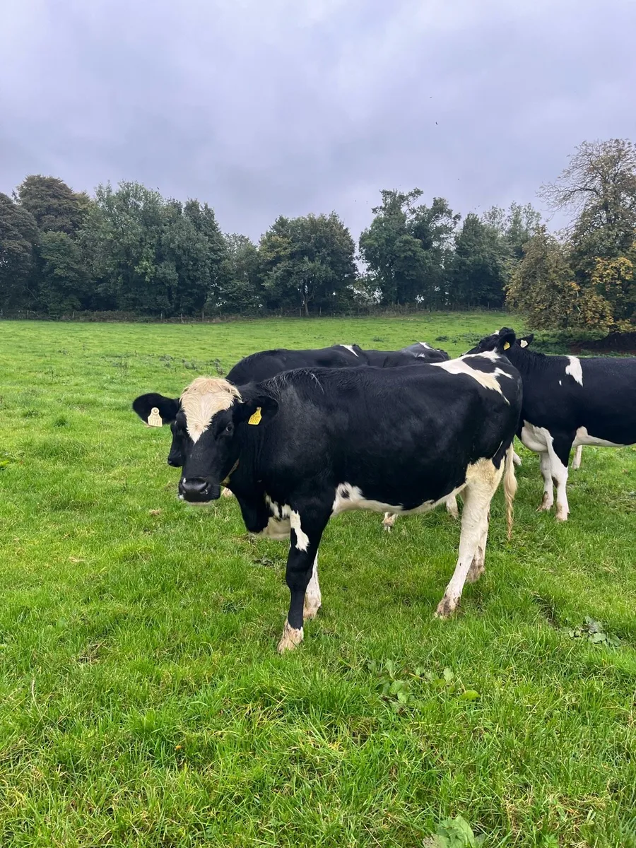 High EBI incalf heifers - Image 1