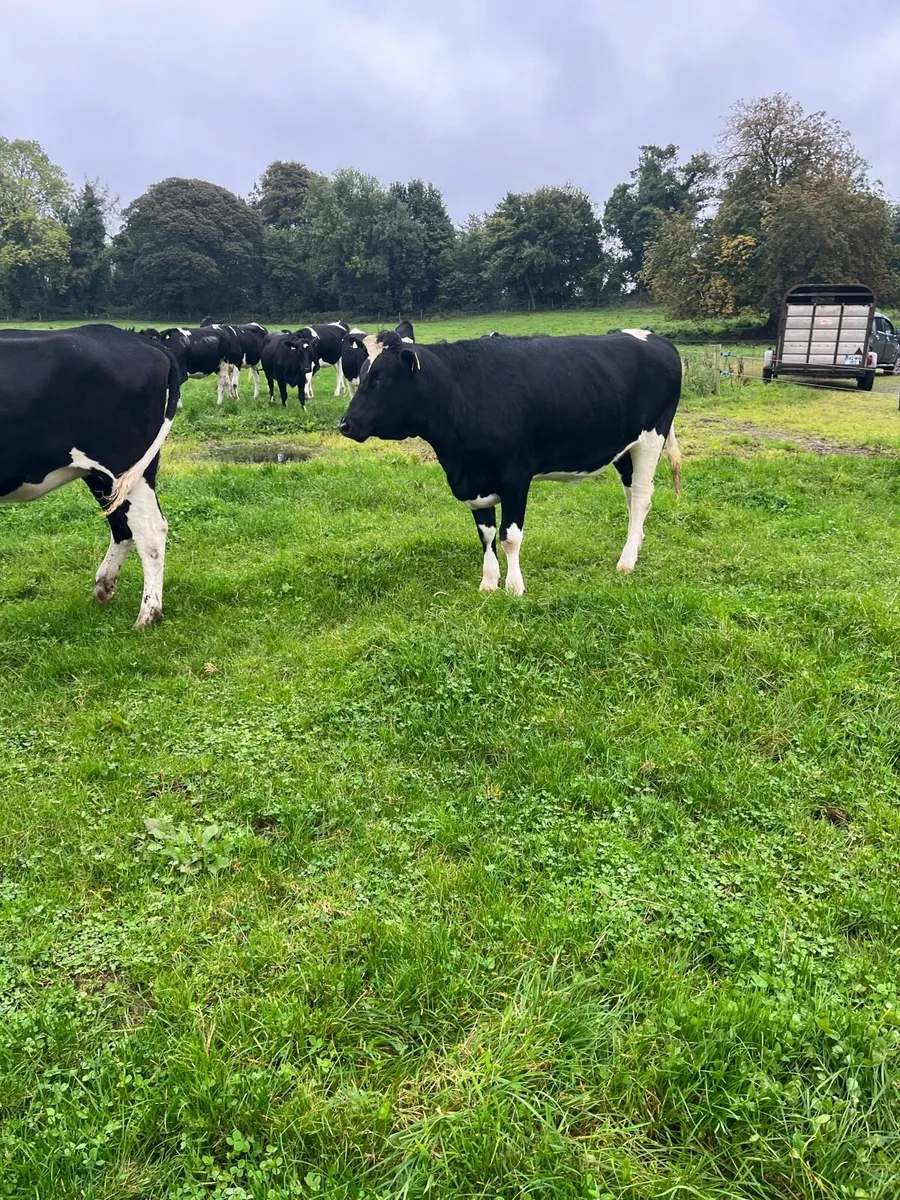 High EBI incalf heifers - Image 4
